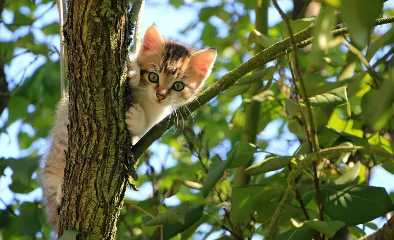 ¡Construye tu propio árbol para gatos!