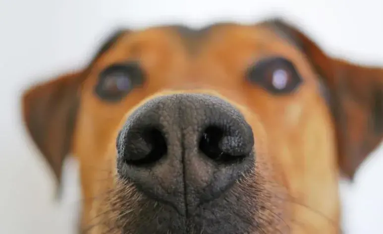 Perros pueden olfatear el Parkinson ¿Mito o realidad?