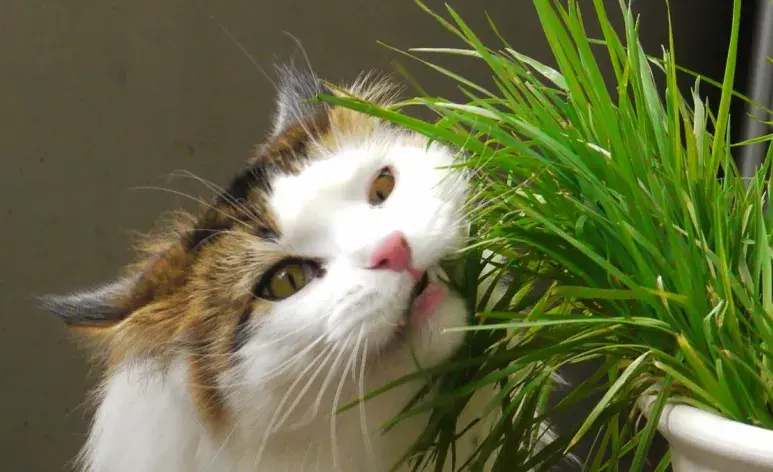 Estas plantas podrían ser tóxicas para tu gato
