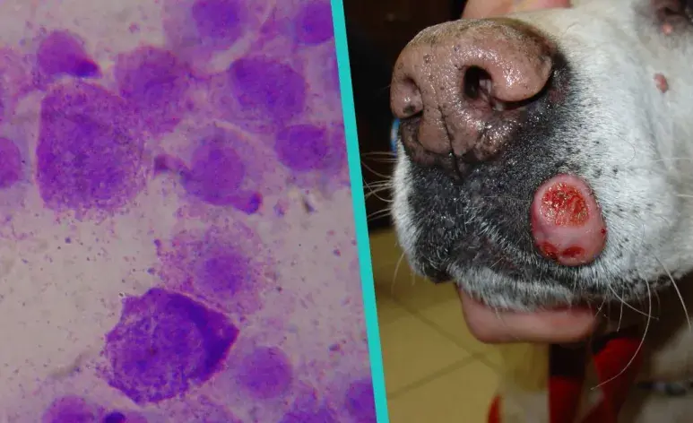 Todo sobre los mastocitomas en perros