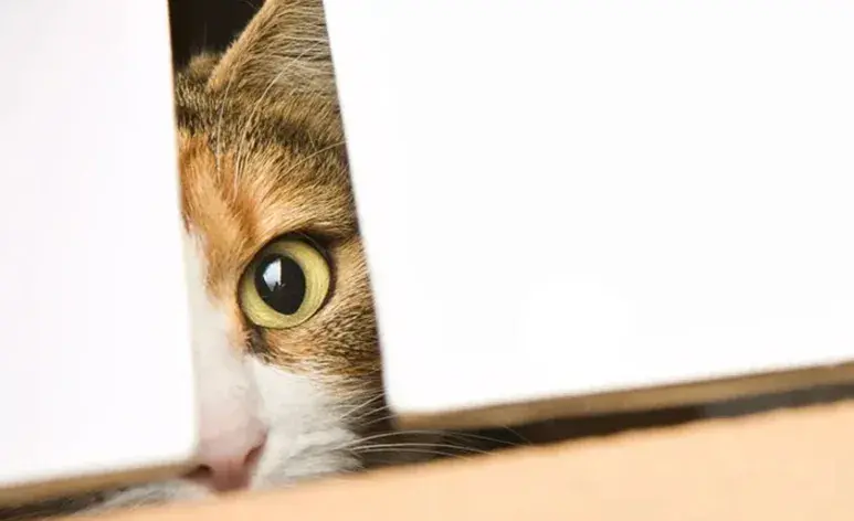 La frase "la curiosidad mató al gato" tiene sus raíces en la literatura y el folclore ingleses.