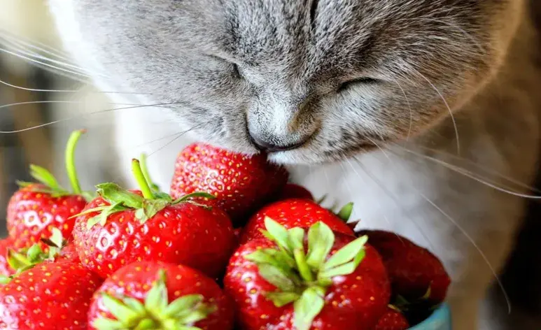 Las frutas contienen vitaminas y antioxidantes que pueden beneficiar la salud de los gatos. 