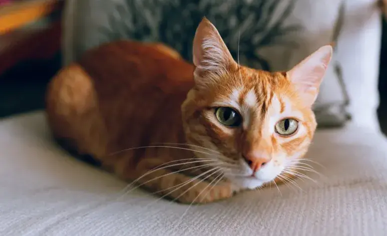 El color del pelaje de un gato puede estar correlacionado con ciertos rasgos de personalidad. Foto: Pexels/Mati Mango