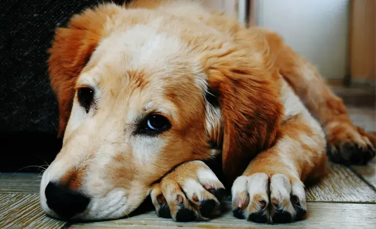 La dipirona es un medicamento que se usa mucho en perros con temperatura.