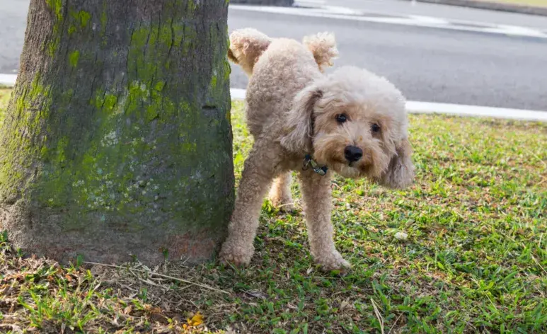 Los perros pueden orinar en lugares indeseados debido a la falta de entrenamiento.