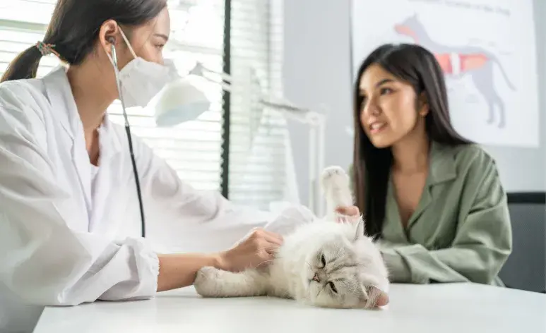 La decisión de esterilizar a una mascota es una de las más importantes que puede tomar un dueño responsable