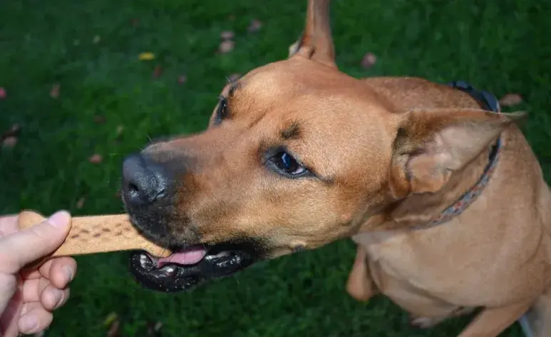 ¿Qué tipos de premios para perros son los mejores? Conoce las opciones según sus necesidades.