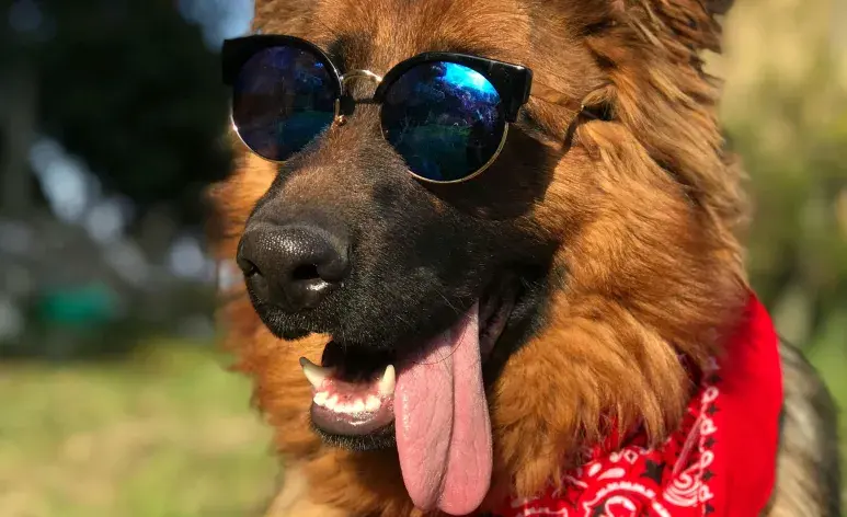 La clave para que tu perro no pierda los dientes es la prevención.