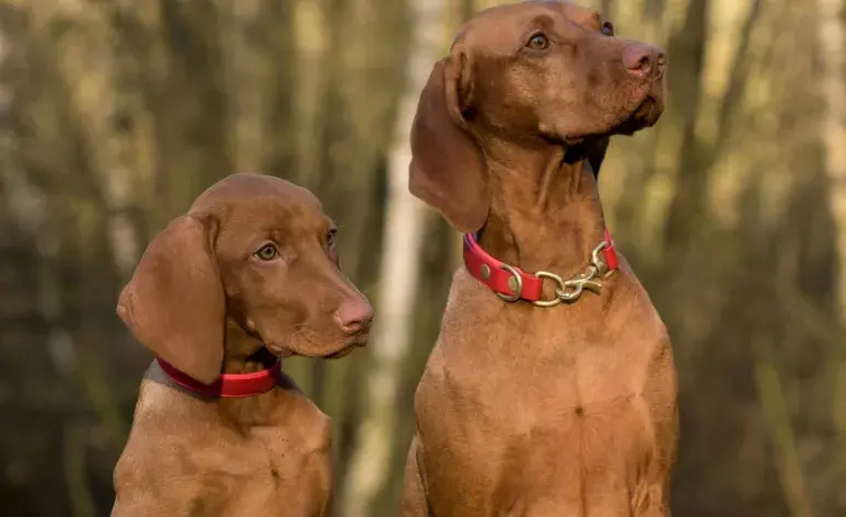 Los perros sí pueden ser infértiles, pero hay tratamientos para revertirlo.