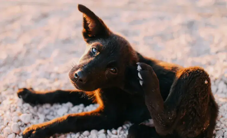 Un síntoma de ácaros en perro es que se rascan mucho.