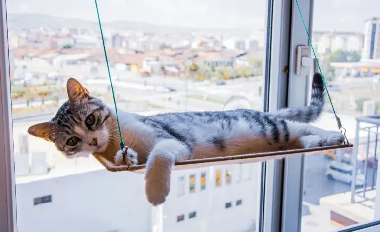 Cómo hacer una hamaca para gatos y dónde puedes colocarla en casa