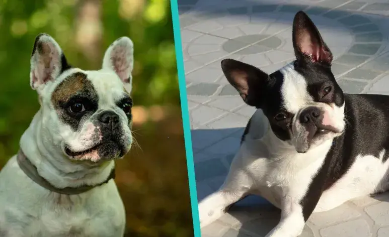 ¿Sabes diferenciar al Bulldog Francés del Boston Terrier? Aprende cómo aquí.