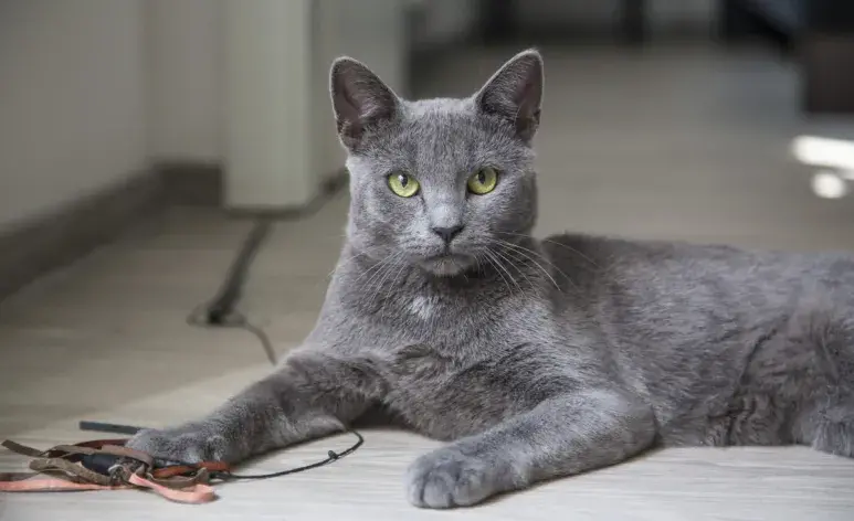 Qué raza de gato es el gato azul