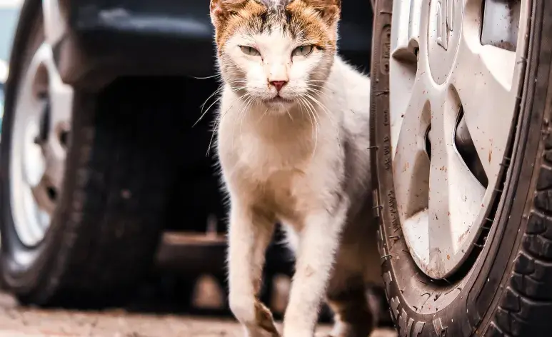 ¿Cuáles son los lugares favoritos de los gatos cuando salen de casa?