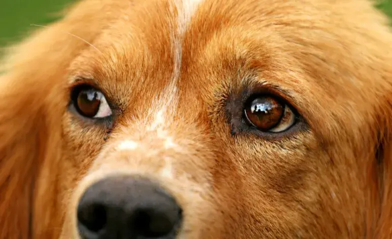 ¿Por qué les da conjuntivitis a los perros? Te decimos las causas principales