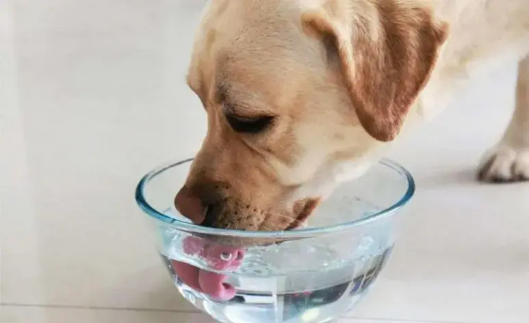 Las alergias y las intolerancias alimentarias son problemas cada vez más comunes en los perros.