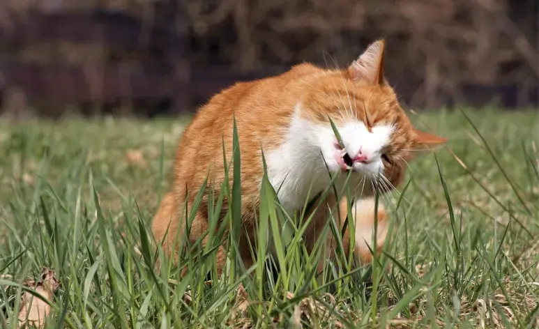 Uno de los principales beneficios del pasto para gatos es su efecto positivo en el sistema digestivo. 