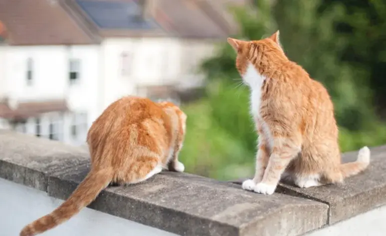 Es fundamental no recurrir a métodos agresivos o dañinos para los gatos.