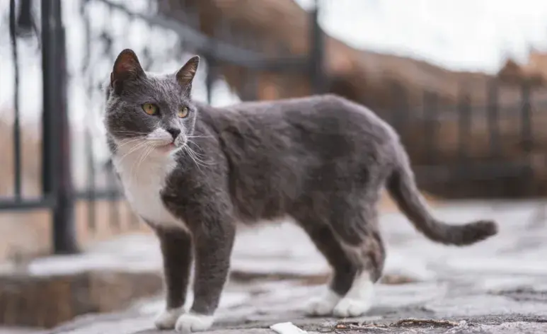 En caso de que el gato esté herido o en mal estado, es mejor no intentar moverlo por tu cuenta. 