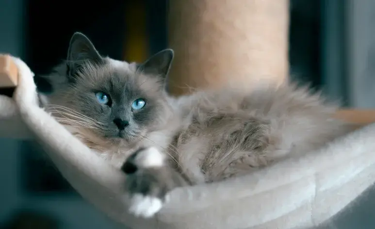 Las razas de gatos grandes tienden a subir de peso.