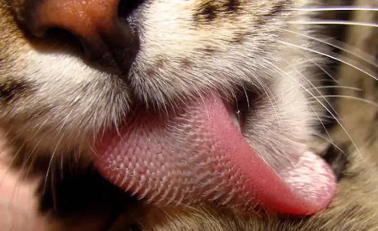 Una de las funciones más importantes de la lengua de los gatos es la limpieza.