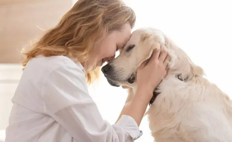 El labrador retriever es una de las razas más populares y recomendadas para apoyo emocional. 