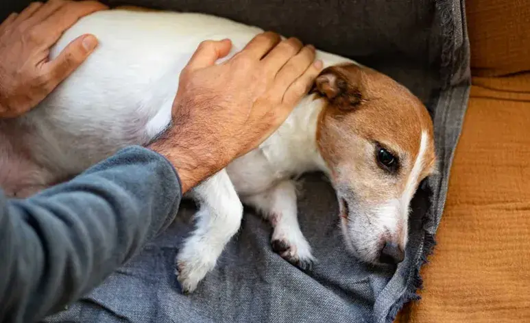 Los tumores en perros pueden clasificarse en benignos y malignos.