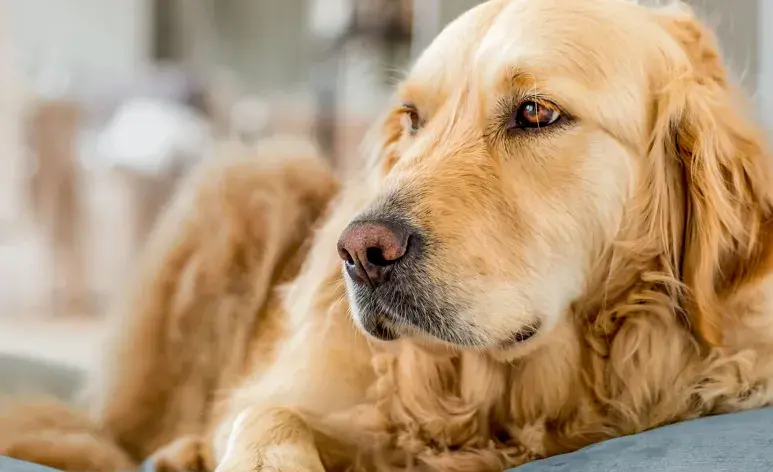 El hipotiroidismo en los perros se caracteriza por la deficiencia de las hormonas tiroideas.