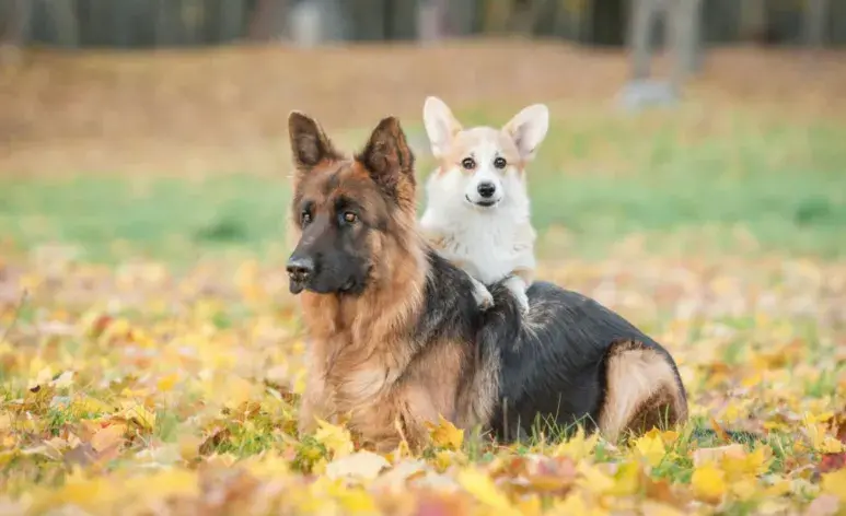 Los perros grandes envejecen más rápidamente a nivel celular.