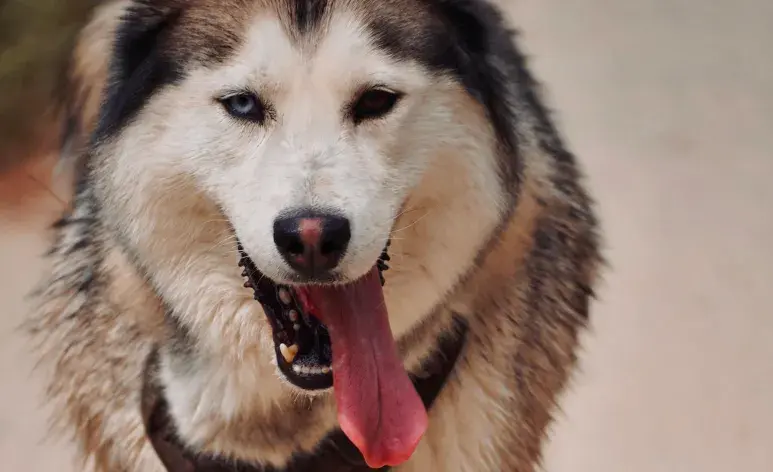 El babeo extremo en perro puede ser sinónimo de problemas.