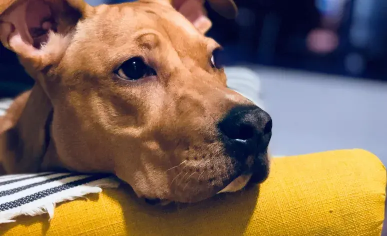 La cara de culpa de un perro es por tu reacción, no la suya.