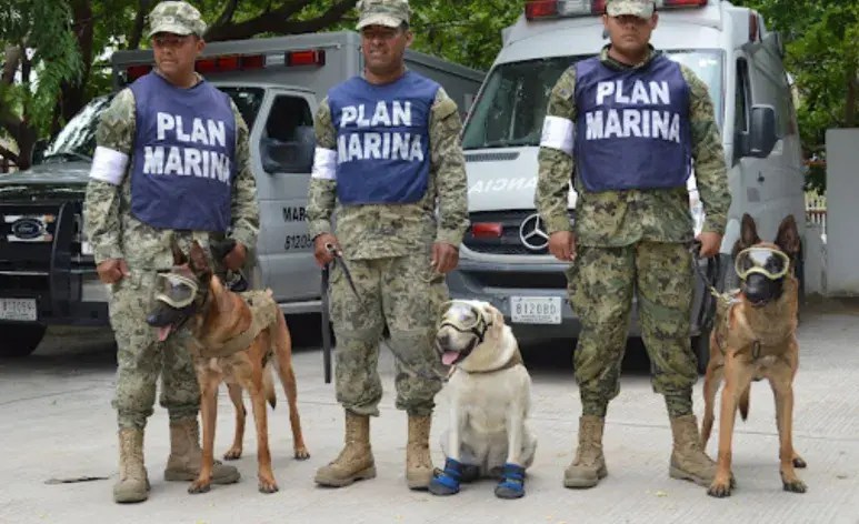 Los perros que participan en misiones de búsqueda y rescate pasan por un entrenamiento riguroso.