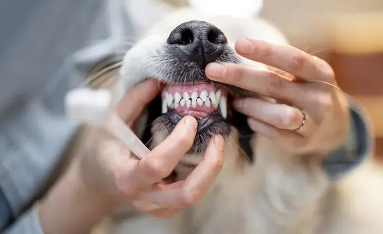 Las caries en los perros son causadas por la acumulación de placa bacteriana en los dientes.