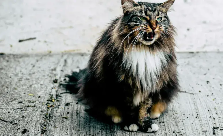 Si tu gato vomita con sangre, podría ser gastritis.