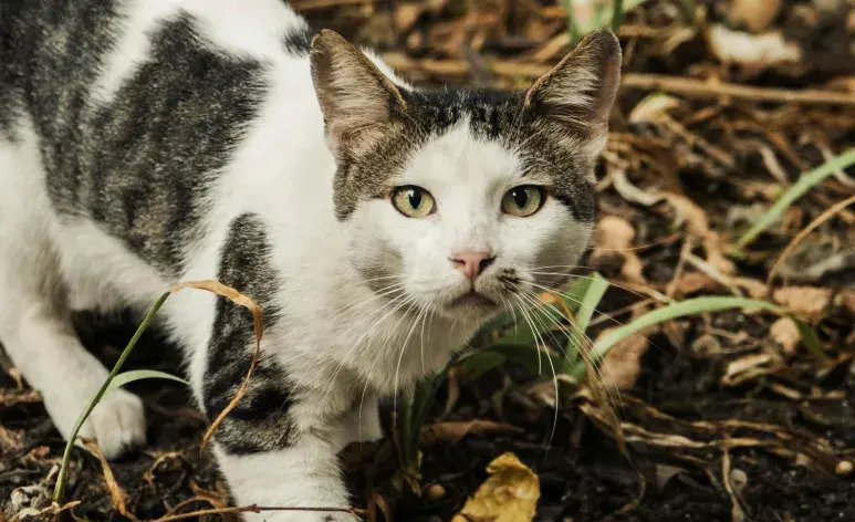 Al principio puede que a tu gato le cueste acostumbrarse a la arena de tofu.