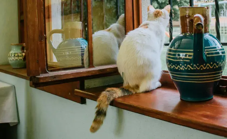 Si tu gato se arrastra mucho, puede ser una infección.