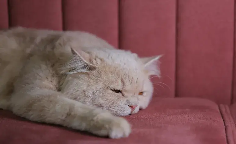 Detecta el beso del gato para saber que tu felino está relajado.