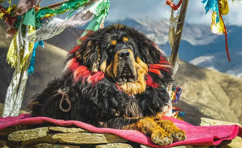 El Mastin tibetano es uno de los perros más dulces y difíciles de entrenar.