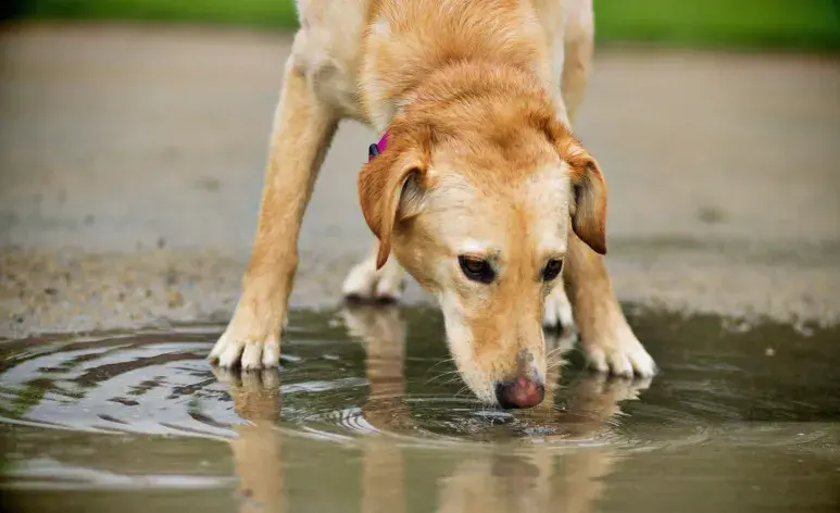 La respuesta de los perros al agua también puede depender de su raza y sus características físicas.