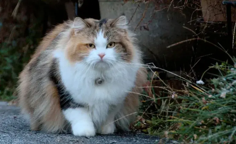 Los gatos castrados se ponen obesos: ¿mito o verdad?