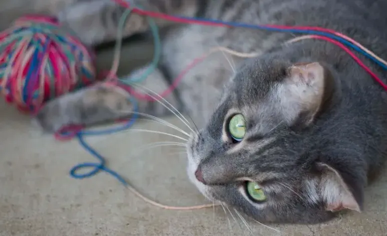 Cómo saber si mi gato comió estambre