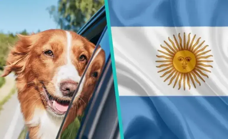 Guarderías para mascotas en Argentina