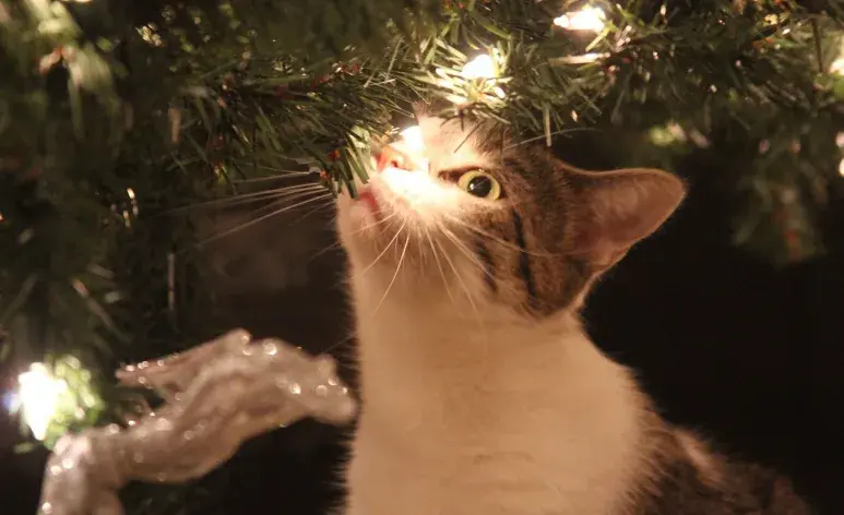 El primer paso para evitar que tu gato alcance el árbol es colocarlo en un lugar estratégico.