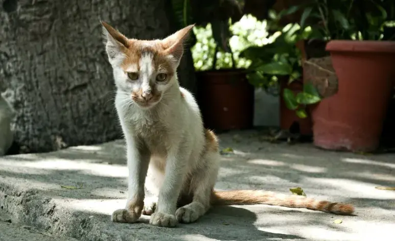 Alimentos para gatos bajos de peso: recomendaciones seguras