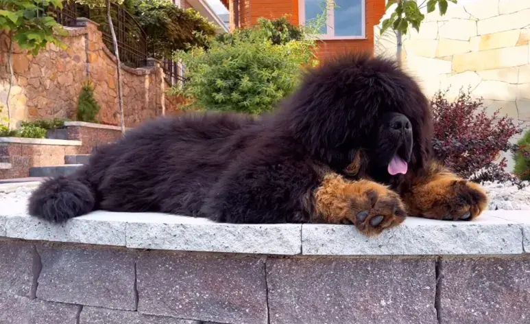 El Tibetan Mastiff Kennel es un súper perro. Foto: IG/kinuliutaskennel