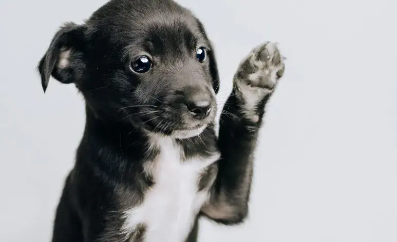 Los cachorros necesitan estabilidad para sentirse seguros en su nuevo hogar.