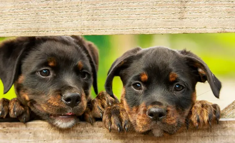 Separar a un cachorro antes de las ocho semanas puede tener efectos negativos a largo plazo.