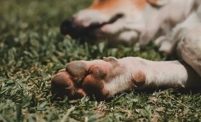 Ten cuidado con los callos de tu perro, pues se puede lastimar más.