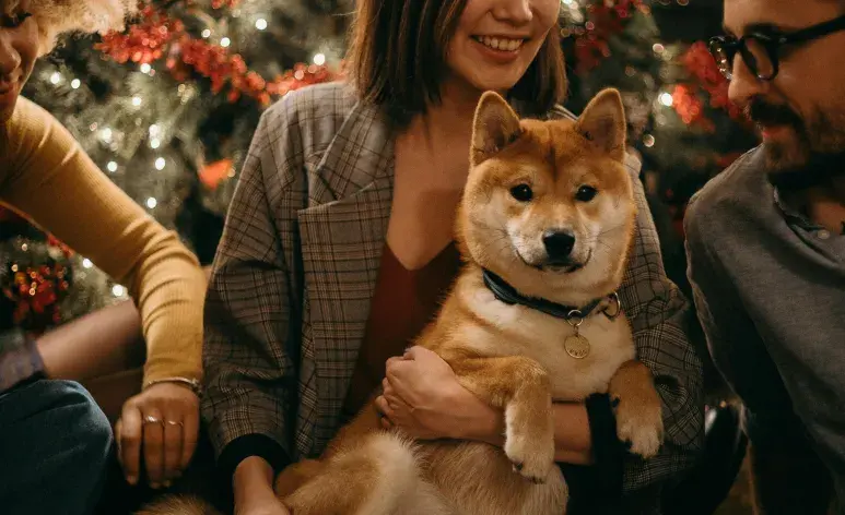 Recuerda que la cena de Navidad no es necesariamente buena para tu perro. 