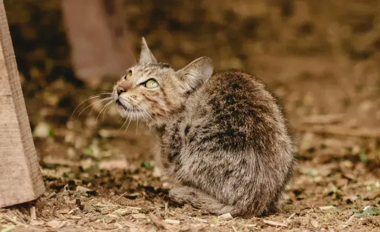 El gato criollo no pertenecen a una raza específica. 